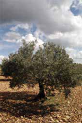 Olivenbaum Provence